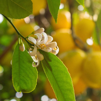 You Garden - Citrus Lemon 'Citron' Tree in a 9cm pot - Lemon Trees for Gardens Grow Your Own Lemon Tree in Gardens and Homes - Per - 3