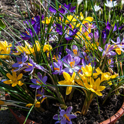You Garden - Crocus Species Mixed