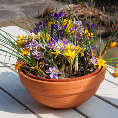 You Garden - Crocus Species Mixed - 3