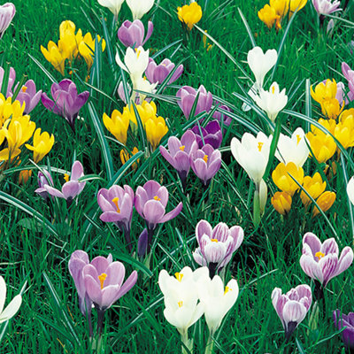 You Garden - Crocus Species Mixed - 4