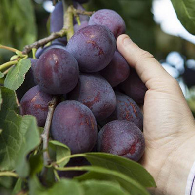 You Garden - 'Czar' Plum Patio Fruit Tree in a 5L Pot 90-110cm Tall Grow Your Own Plum Tree in Garden