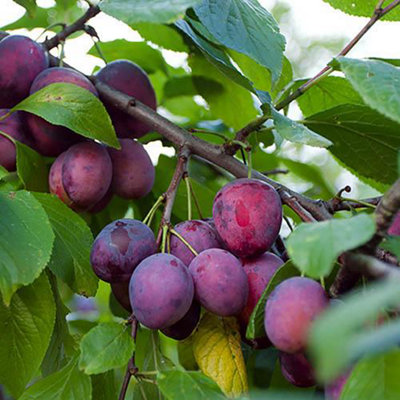 You Garden - 'Czar' Plum Patio Fruit Tree in a 5L Pot 90-110cm Tall Grow Your Own Plum Tree in Garden - 4