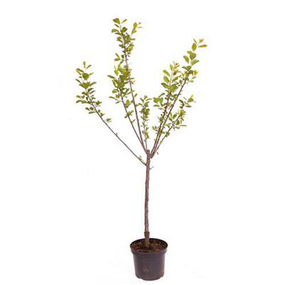 You Garden - 'Czar' Plum Patio Fruit Tree in a 5L Pot 90-110cm Tall Grow Your Own Plum Tree in Garden - 7