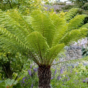 You Garden - Dicksonia antartica 9cm