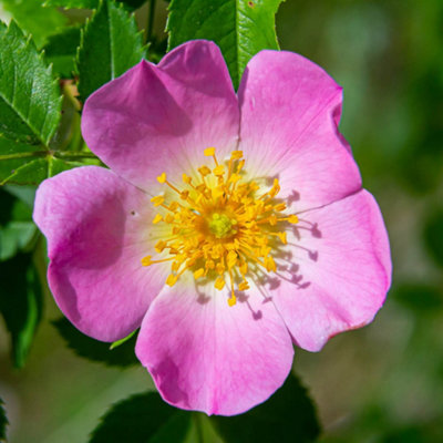 You Garden - Dog Rose Hedge Rosa canina Set of 10 Bare Root Hedges 40-60cm