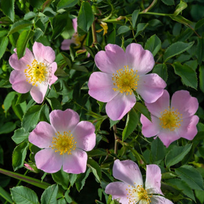 YOU GARDEN - DOG ROSE HEDGE ROSA CANINA SET OF 10 BARE ROOT HEDGES 40-60CM