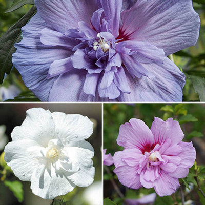 You Garden -  Double Flowered Hardy Hibiscus Chiffon 'Collection' Plants 3 x 9cm Plants Lavender Blue White