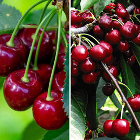 You Garden - Duo Fruit Cherry Tree  5L potted 100-120cm