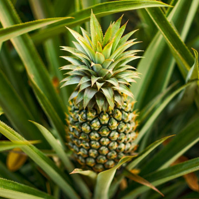 You Garden - Edible Indoor Pineapple House Plant in a 14cm Pot Already in Fruit 50cm tall - Indoor Plants Real Grow your Own Pinap