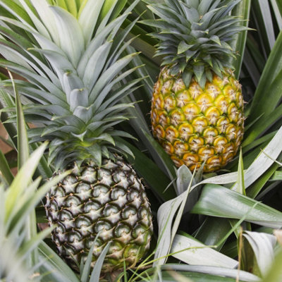 You Garden - Edible Indoor Pineapple House Plant in a 14cm Pot Already in Fruit 50cm tall - Indoor Plants Real Grow your Own Pinap