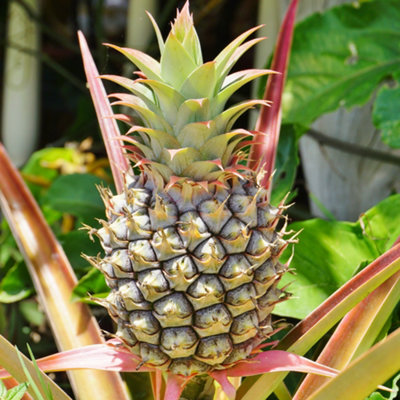 You Garden - Edible Indoor Pineapple House Plant in a 14cm Pot Already in Fruit 50cm tall - Indoor Plants Real Grow your Own Pinap - 3