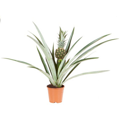 You Garden - Edible Indoor Pineapple House Plant in a 14cm Pot Already in Fruit 50cm tall - Indoor Plants Real Grow your Own Pinap - 5
