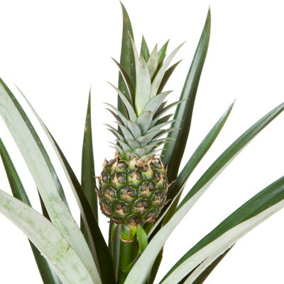 You Garden - Edible Indoor Pineapple House Plant in a 14cm Pot Already in Fruit 50cm tall - Indoor Plants Real Grow your Own Pinap - 6