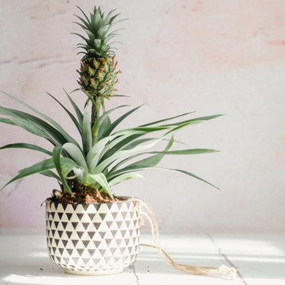 You Garden - Edible Indoor Pineapple House Plant in a 14cm Pot Already in Fruit 50cm tall - Indoor Plants Real Grow your Own Pinap - 7