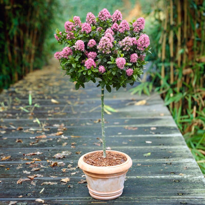 You Garden - Escallonia 'Pink Elle' Standard Trees in 19cm Pots