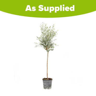 You Garden - Eucalyptus Tree 'gunnii' Standard 60-100cm Tall in a 2 Litre Pot - Outdoor Garden Trees for Pots and Patios