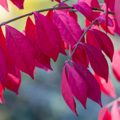 You Garden - Euonymus alatus Burning Bush Set of Three Established ...