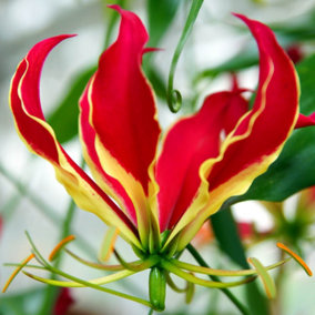 You Garden - Exotic 'Flame Lily' (Gloriosa rothschildiana) Plant - Pack of 3 Tubers, Exotic Lily for Gardens Ready to Plant in Gar