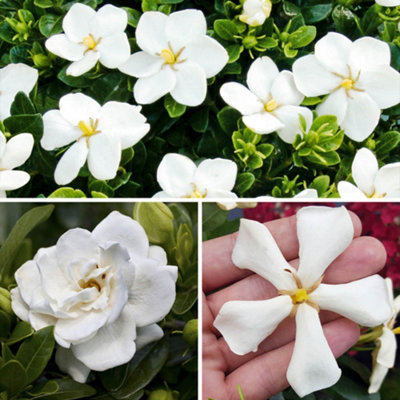 You Garden - Gardenia (Hardy) Collection 9cm x 3