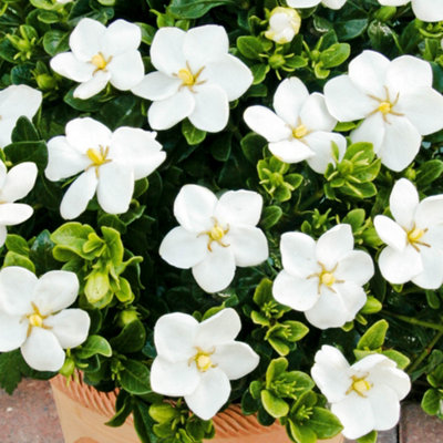 You Garden - Gardenia (Hardy) Collection 9cm x 3