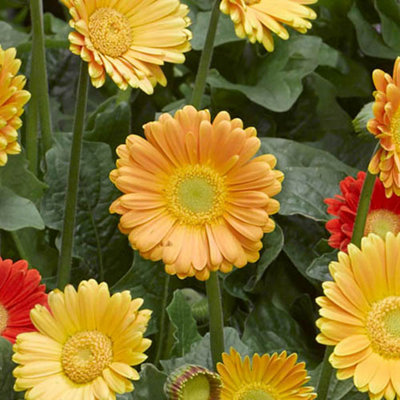 You Garden - Hardy Gerbera Garvinea 'Sweet' series Bright Collection x 3