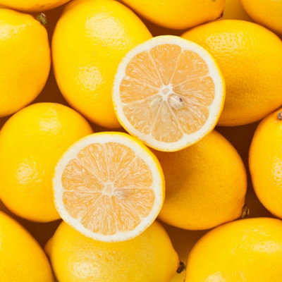 You Garden - Lemon Tree - 3