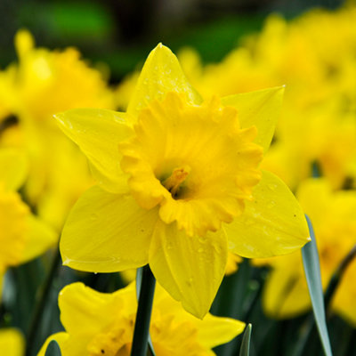 You Garden - Narcissus 'Trumpet Yellow' 20 bulbs size 12/14