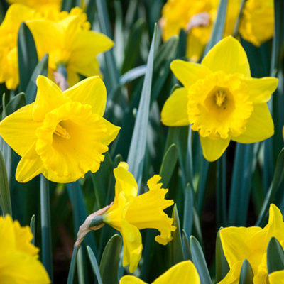 You Garden - Narcissus 'Trumpet Yellow' 20 bulbs size 12/14