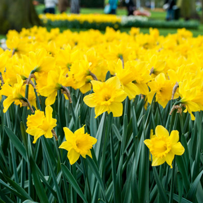 You Garden - Narcissus 'Trumpet Yellow' 20 bulbs size 12/14 - 3
