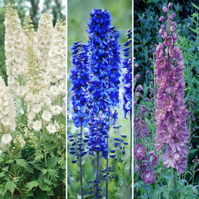 You Garden - Pack of 3 Blue, Pink & White Perennial Delphiniums in 9cm Pots