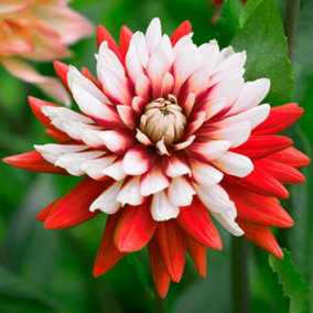 You Garden - Pack of 3 Dahlia 'Rebecca's World' Tubers Ready to Plant