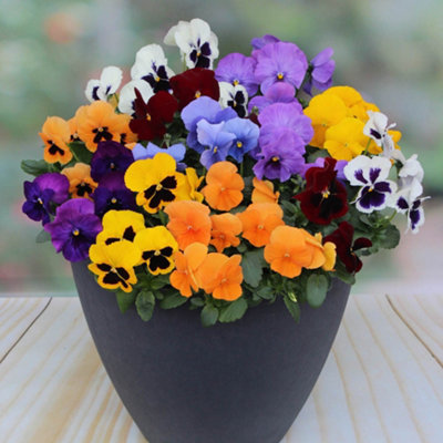 You Garden - Pansy 'Colourburst' 30 x Garden Ready Plants Ready to Plant Out Now Plug Plants for Gardens
