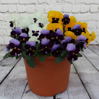 You Garden - Pansy 'Colourburst' 30 x Garden Ready Plants Ready to Plant Out Now Plug Plants for Gardens
