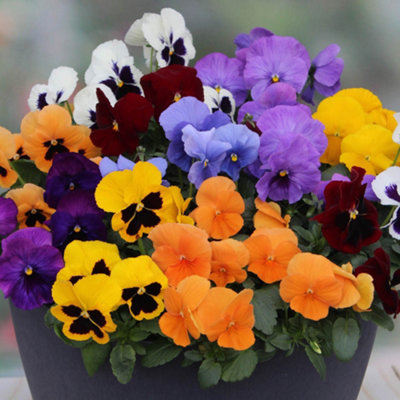You Garden - Pansy 'Colourburst' 30 x Garden Ready Plants Ready to Plant Out Now Plug Plants for Gardens - 3
