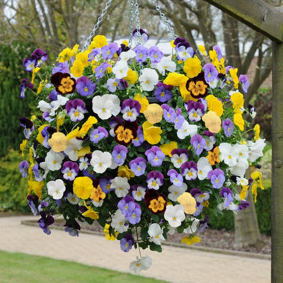 You Garden - Pansy Matrix Mix