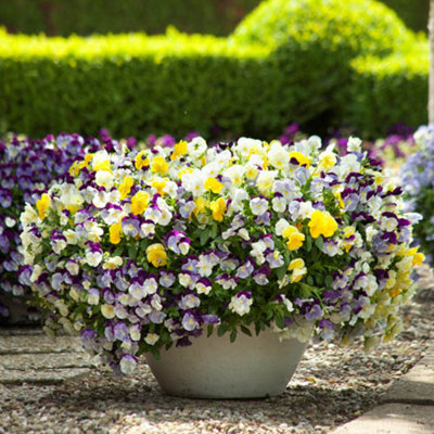 You Garden - Pansy Matrix Mix