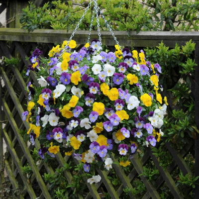 You Garden - Pansy Matrix Mix - 3