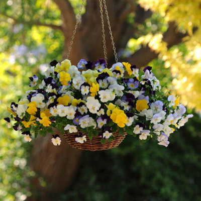 You Garden - Pansy Matrix Mix - 4