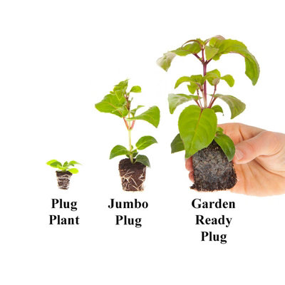 You Garden - Pansy Matrix Mix - 5