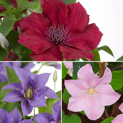 You Garden - Patio Clematis Triple Collection Boulevard 10.5cm x 3 Pots