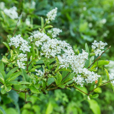 You Garden - Privet Hedging Ligustrum ovalifolium Set of 25 Bare Root  Hedges 60-90cm