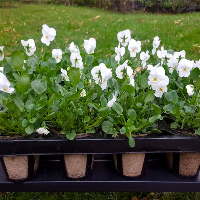You Garden - Skeleton Shuttle Tray and 12 Bio Pots, Plastic-Free ...