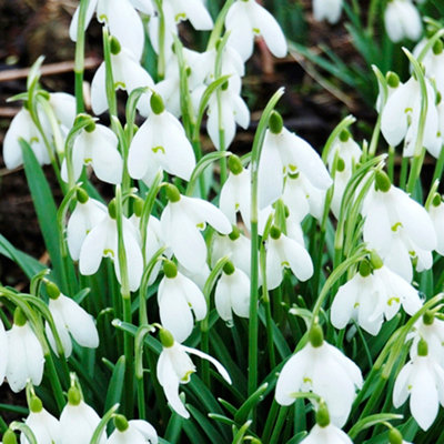 You Garden - Snow Drop Bulbs 'Galanthus nivalis' Supplied as a Pack of 30 - Ready to Plant Now