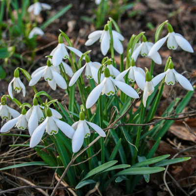 You Garden - Snow Drop Bulbs 'Galanthus nivalis' Supplied as a Pack of 30 - Ready to Plant Now