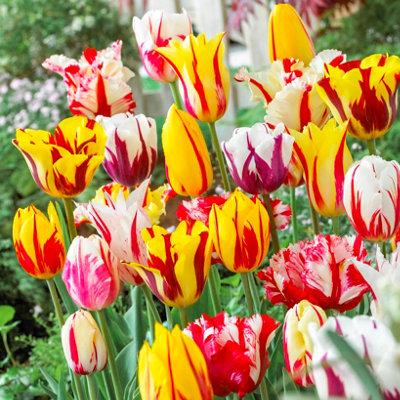 You Garden - Tulip 'Rembrandt' Bulbs Mix