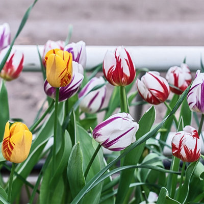 You Garden - Tulip 'Rembrandt' Bulbs Mix