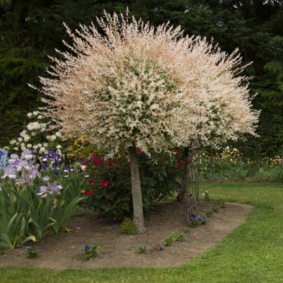 YouGarden 2 x 80-90cm Flamingo Willow Tree in 3L Pots. Salix Integra 'Hakuro-nishiki' Exotic Patio Plant for Garden.