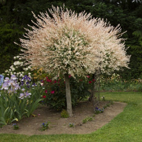 YouGarden 2 x 80-90cm Flamingo Willow Tree in 3L Pots. Salix Integra 'Hakuro-nishiki' Exotic Patio Plant for Garden.