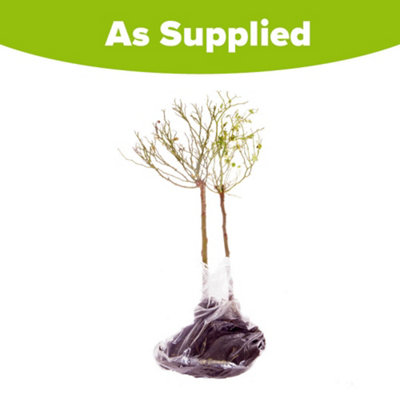 YouGarden 2 x White Rose Standard Trees, Bare Root Roses For Outdoor ...