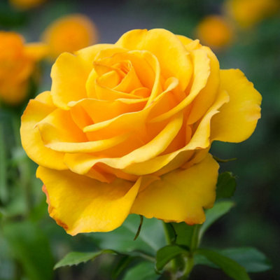 YouGarden 2 x Yellow Rose Standards. Bare Root Roses For Outdoor. 40cm ...